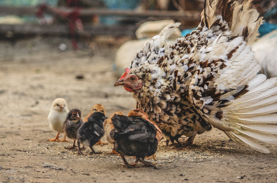 Farm life